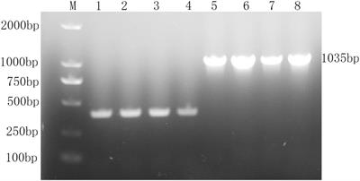 Characterization of a Diguanylate Cyclase VAGM001033 of Vibrio alginolyticus and Protective Efficacy as a Live Attenuated Vaccine Candidate in Pearl Gentian Grouper